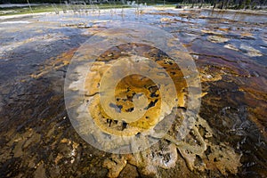 Bacterial Mat, Yellowstone National Park