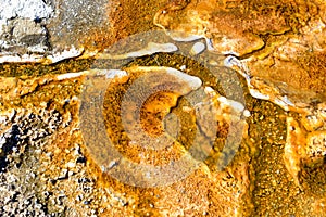 Bacterial mats from thermophilic organisms, Yellowstone National Park, Wyoming