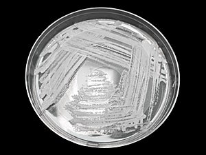 Bacterial pathogen colony on an agar streak plate photo