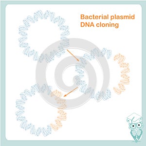Bacterial plasmid DNA cloning scheme design element stock vector illustration