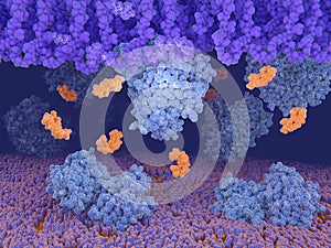 Bacterial resistance to the antibiotic vancomycin