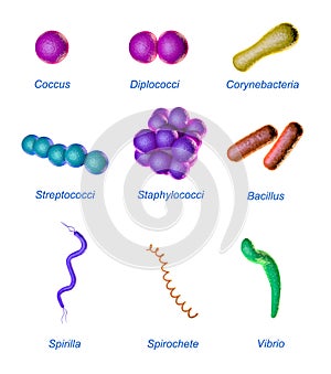 Bacterial shapes photo