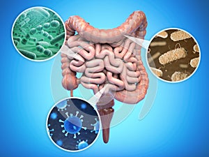 Bacteries of human intestine, Intestinal flora gut health concept