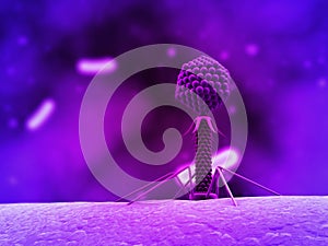 Bacteriophage