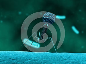 Bacteriophage