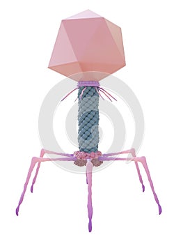 A bacteriophage