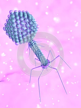Bacteriophage