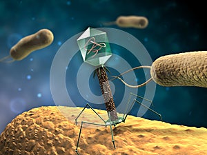 Bacteriophage photo