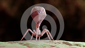 Bacteriophage 3d render