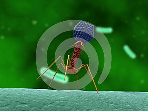 Bacteriophage photo