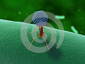 Bacteriophage photo
