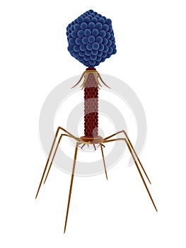 Bacteriophage photo