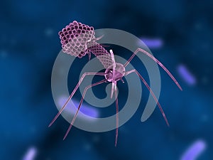 Bacteriophage photo