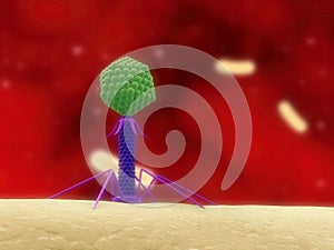 Bacteriophage