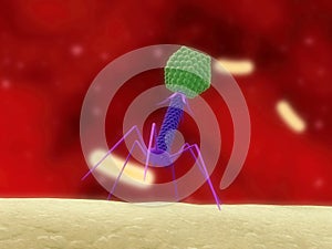 Bacteriophage