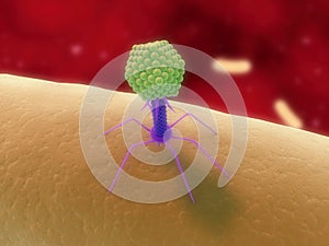 Bacteriophage