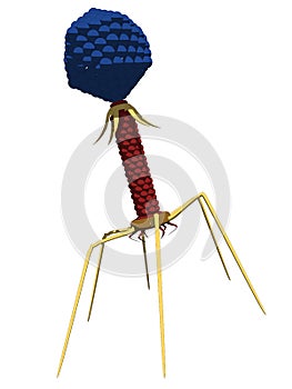 Bacteriophage photo