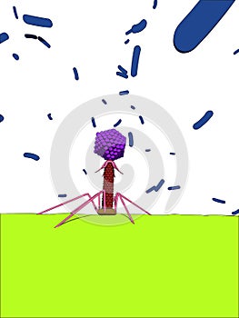 Bacteriophage