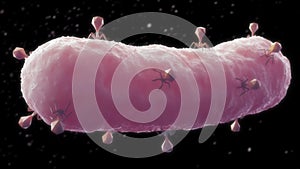 Bacteriophage attack on bacterium