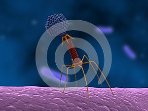 Bacteriophage attacking bacteria