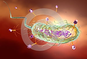 Bacteriophage attacking E. coli bacteria and injecting DNA. Medically accurate 3D illustration