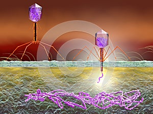 Bacteriophage attacking E. coli bacteria and injecting DNA. Medically accurate 3D illustration photo
