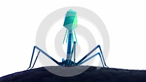 A bacteriophage on a bacteria