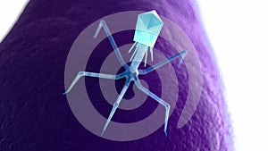 A bacteriophage on a bacteria