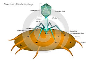 Bacteriophage and Bacterial cell. Structure of a typical virus phage.
