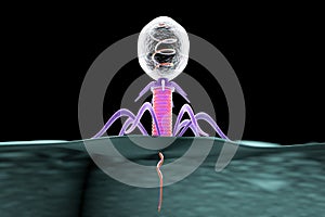 Bacteriophage infecting bacterium