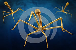 Bacteriophage or phage virus attacking and infecting a bacteria