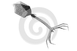 Bacteriophage Virus 3D Illustration