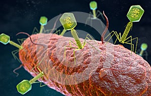 Bacteriophage virus attacking a bacterium photo