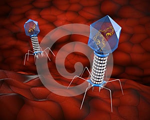 Bacteriophage photo