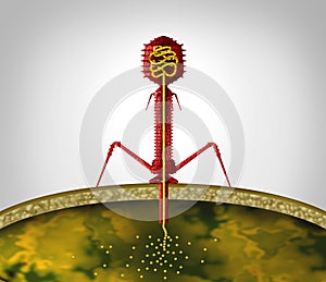 Bacteriophage Virus Cycle