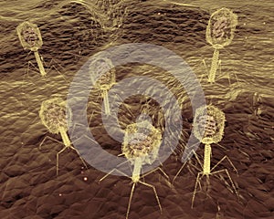 Bacteriophage Viruses Attacks Bacteria