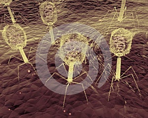 Bacteriophage Viruses Up-Close