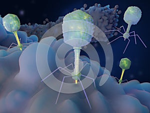 Bacteriophages injecting their genome into bacteria