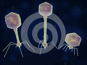 Bacteriophages: T4,  T5 and T7