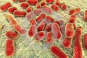 Bacterium Acinetobacter baumannii