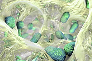 Bacterium Acinetobacter baumannii inside biofilm