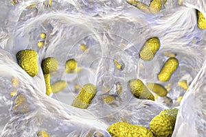 Bacterium Acinetobacter baumannii inside biofilm