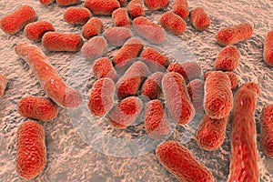 Bacterium Acinetobacter baumannii