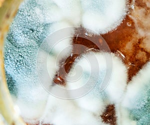 Bacterium colony, macro and top view. Mold. Microbiology