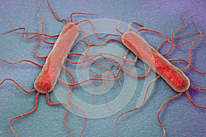 Bacterium Listeria monocytogenes