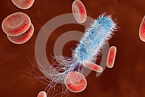Bacterium Pseudomonas aeruginosa
