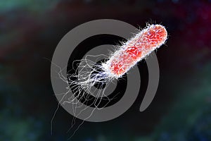 Bacterium Pseudomonas aeruginosa photo