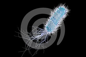 Bacterium Pseudomonas aeruginosa photo