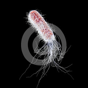 Bacterium Pseudomonas aeruginosa photo