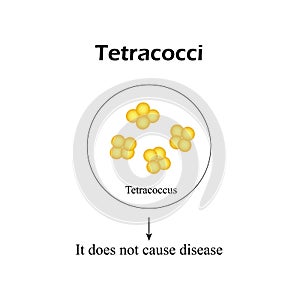 The bacterium tetracocci. Infographics. Vector illustration on background